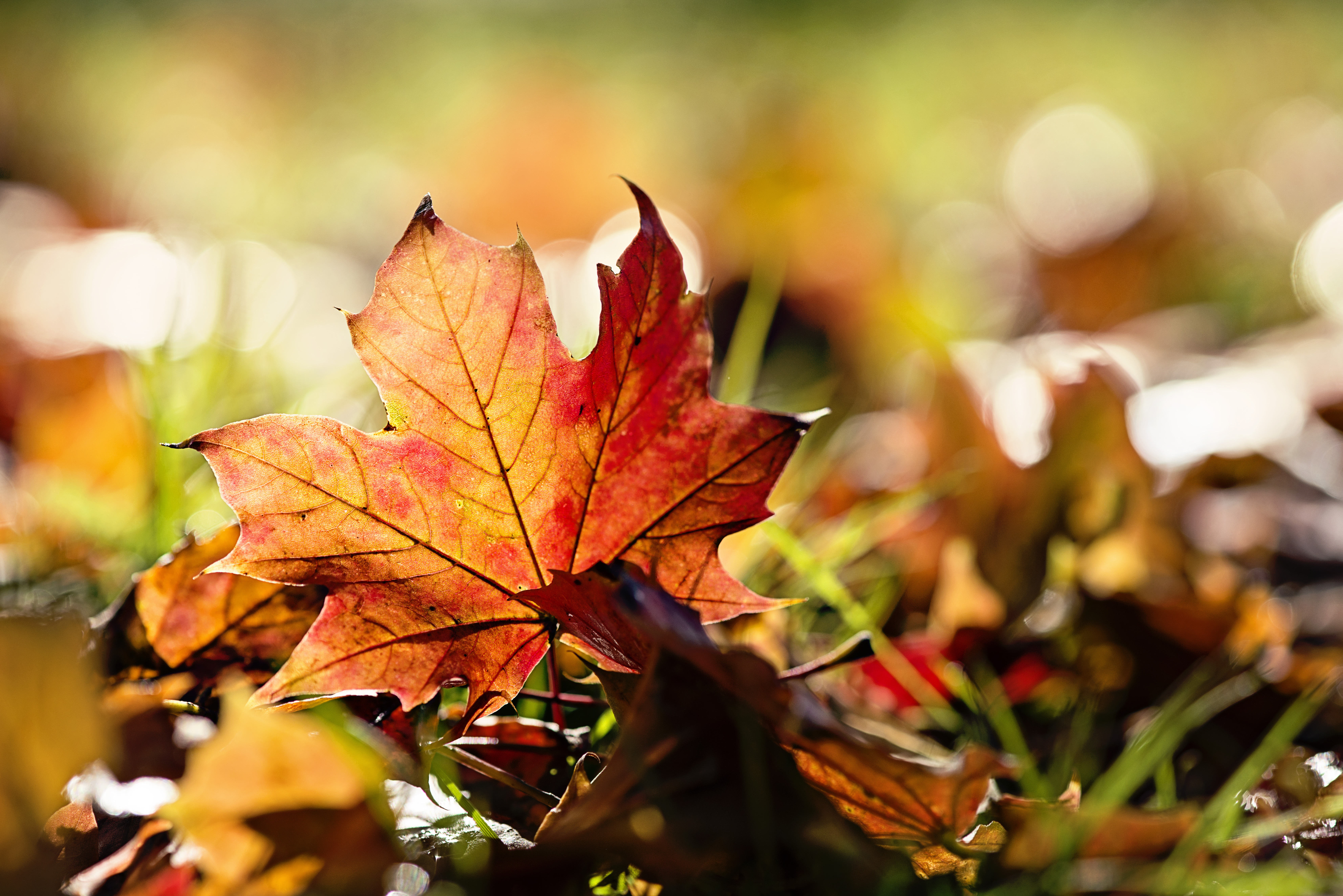 Красивые осенние картинки. Осень. Осень сентябрь. Красивые осенние листья. Осень картинки.